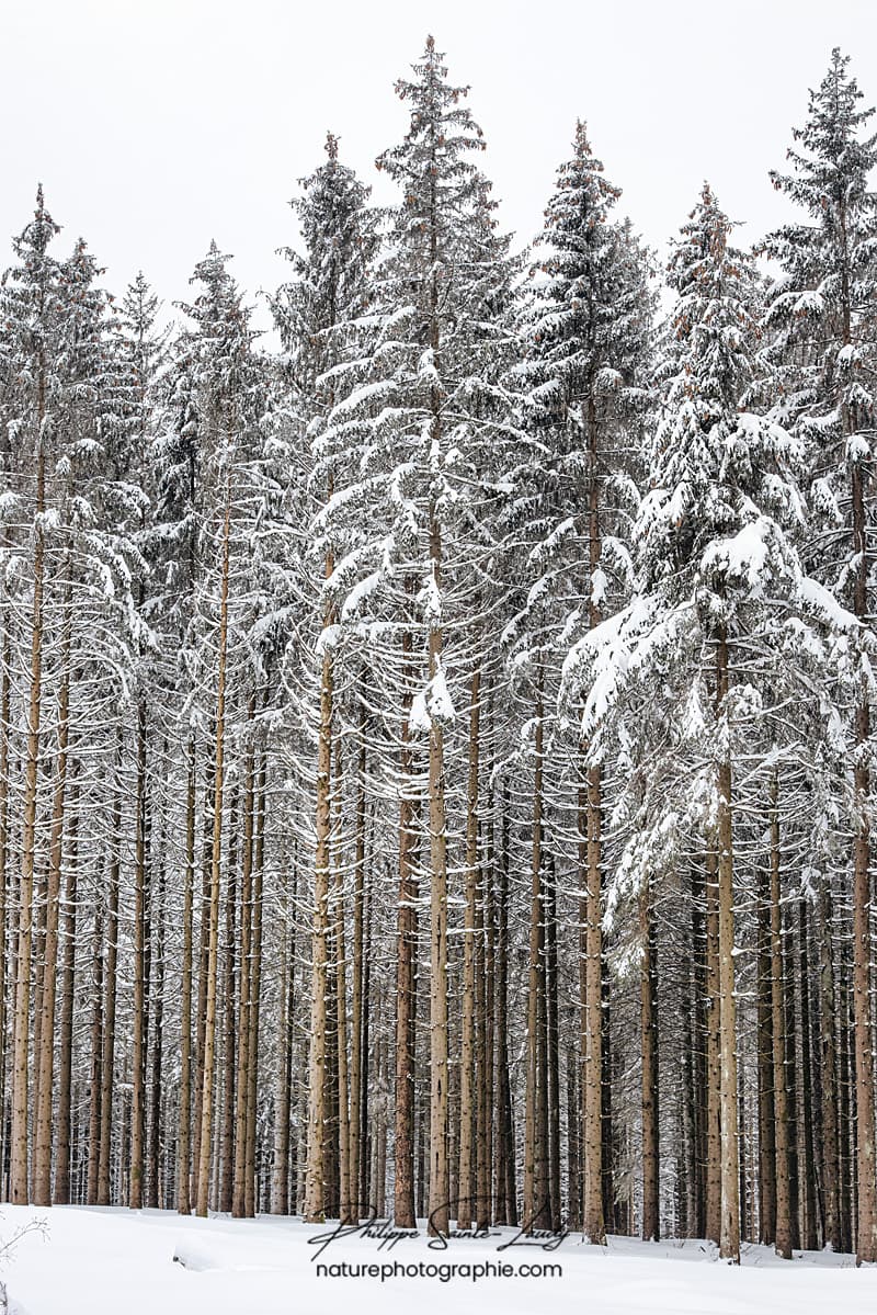 Sapins alignés