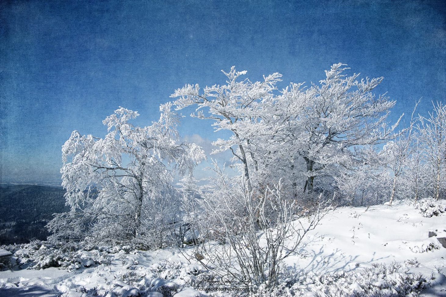 Textures d'arbres en hiver