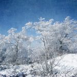 Textures d'arbres en hiver