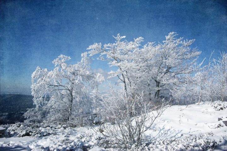 Textures d'arbres en hiver