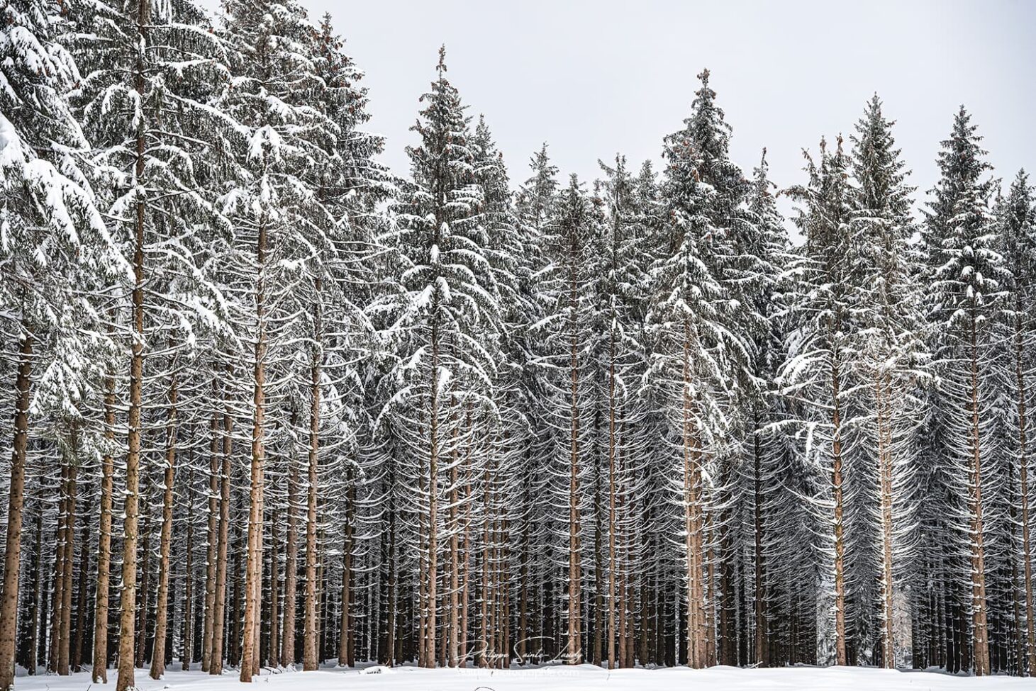 Des sapins droits en hiver