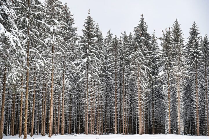 Des sapins droits en hiver