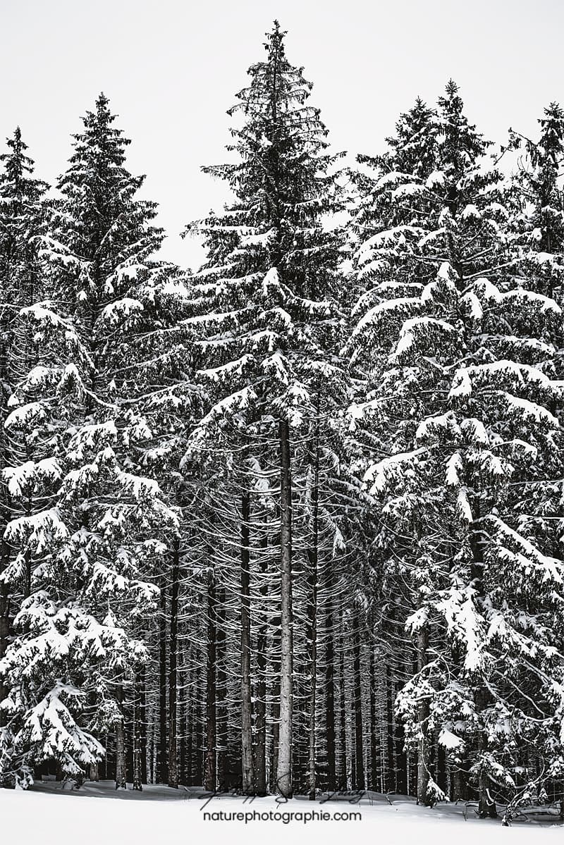 Forêt de sapins en hiver