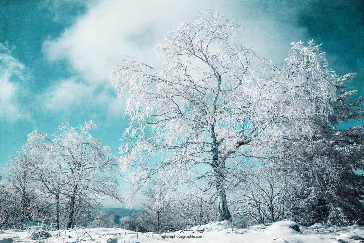 Photo d'un arbre en hiver avec texture photo