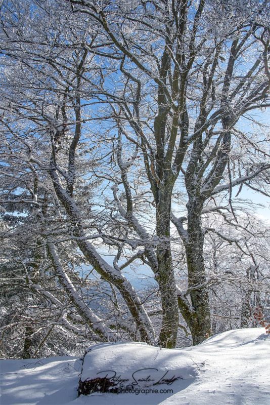 Arbre gelé