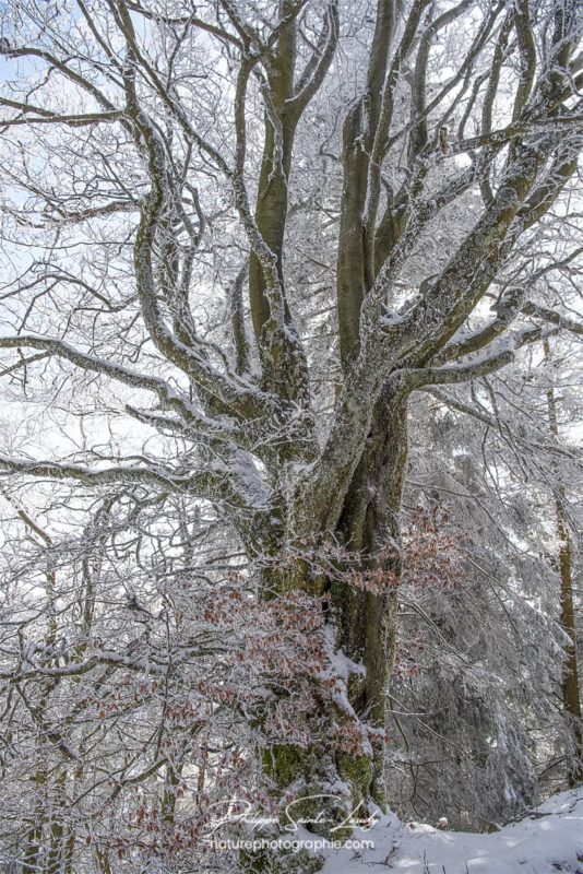 Le gel recouvre les arbres