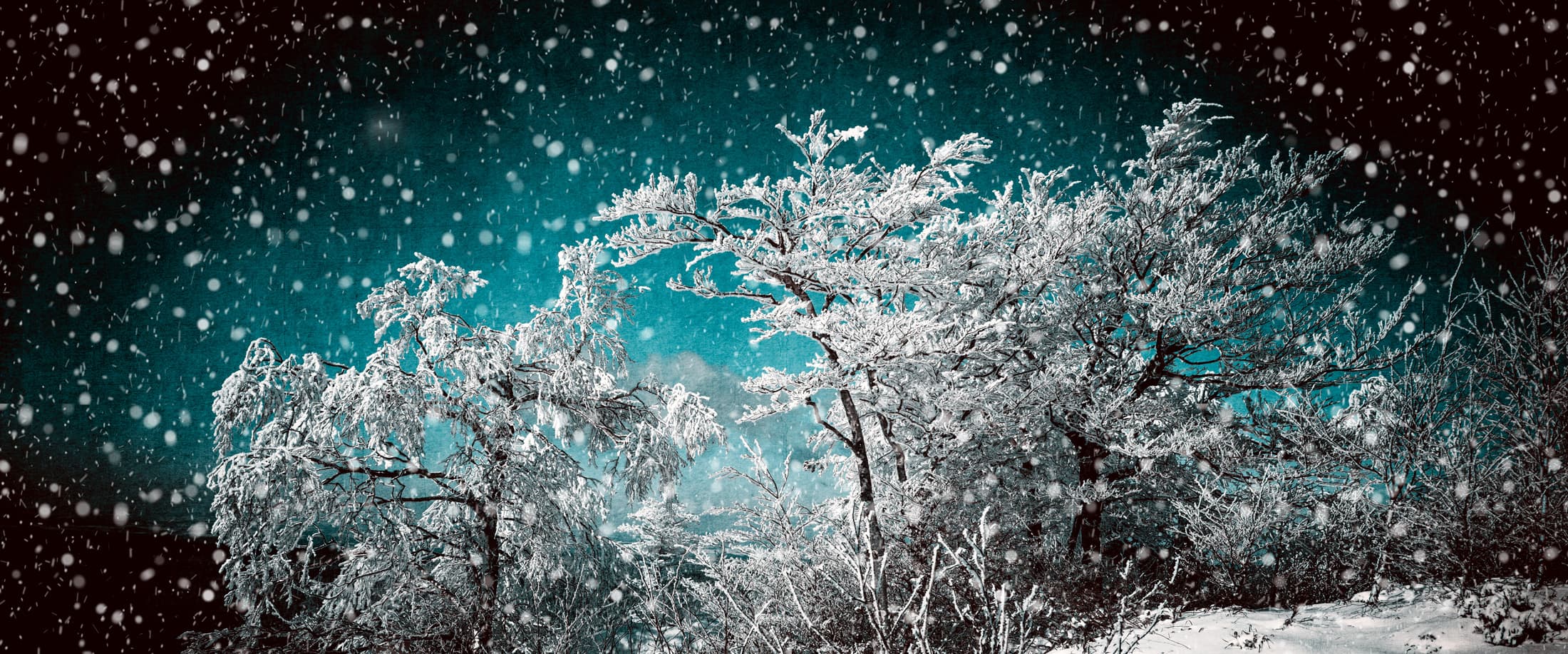 La neige tombe sur des arbres dans les Vosges