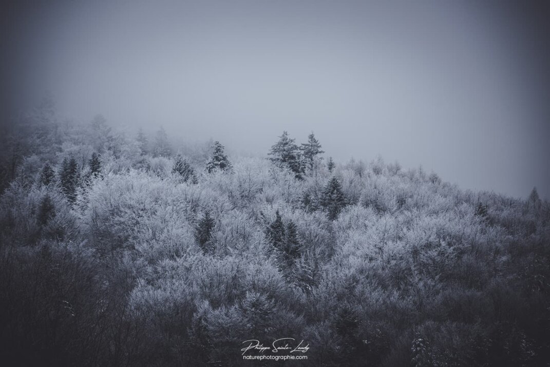 Sapins gelés dans les Vosges