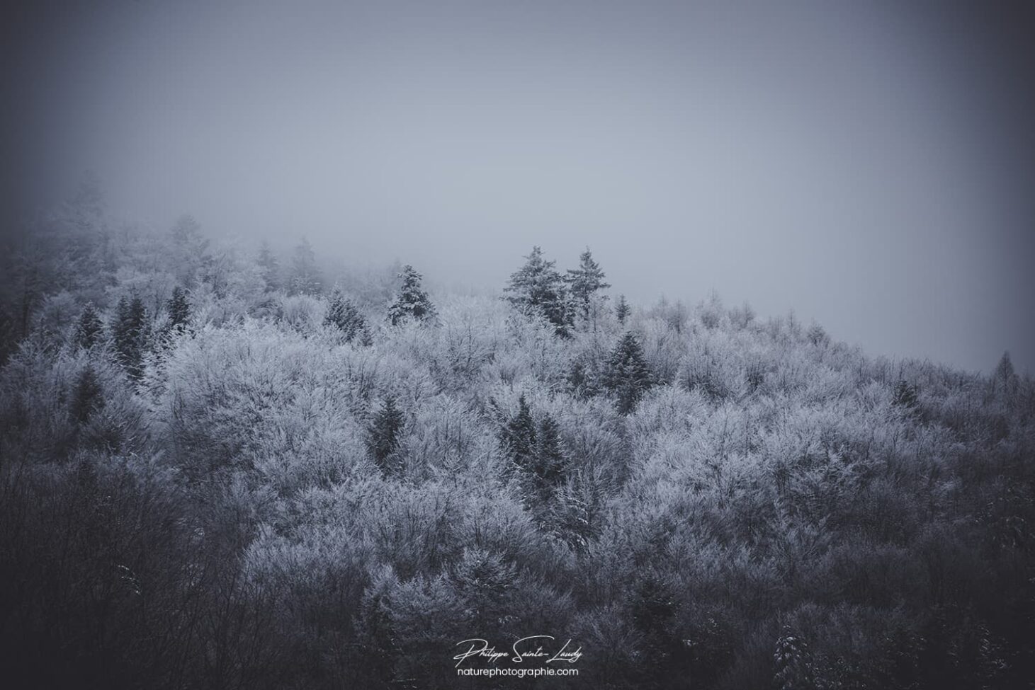 Sapins gelés dans les Vosges