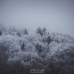 Sapins gelés dans les Vosges