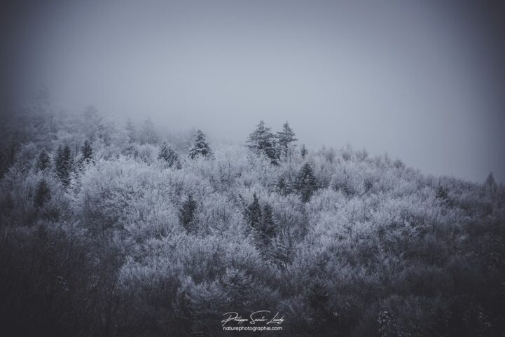 Sapins gelés dans les Vosges