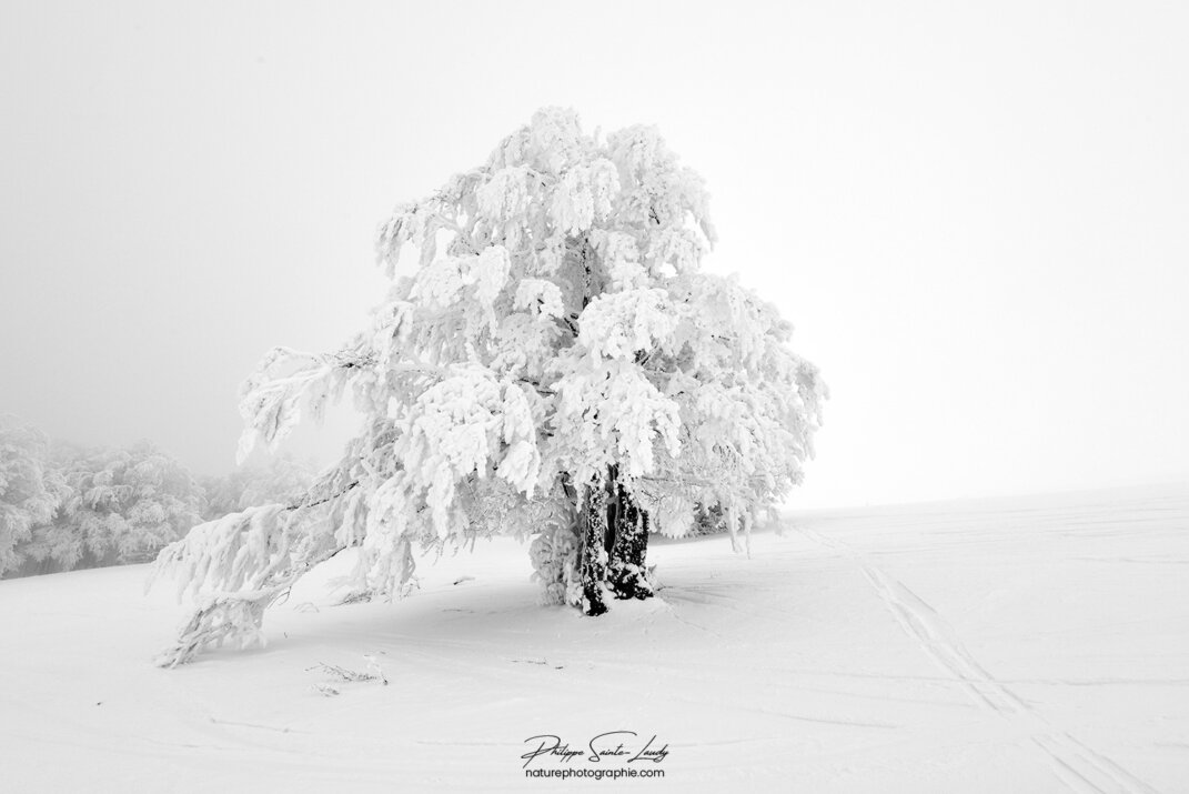 Un arbre recouvert de neige