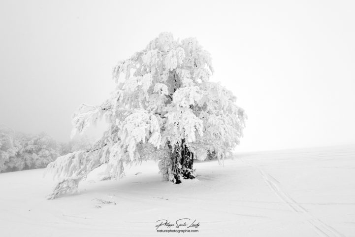 Un arbre recouvert de neige