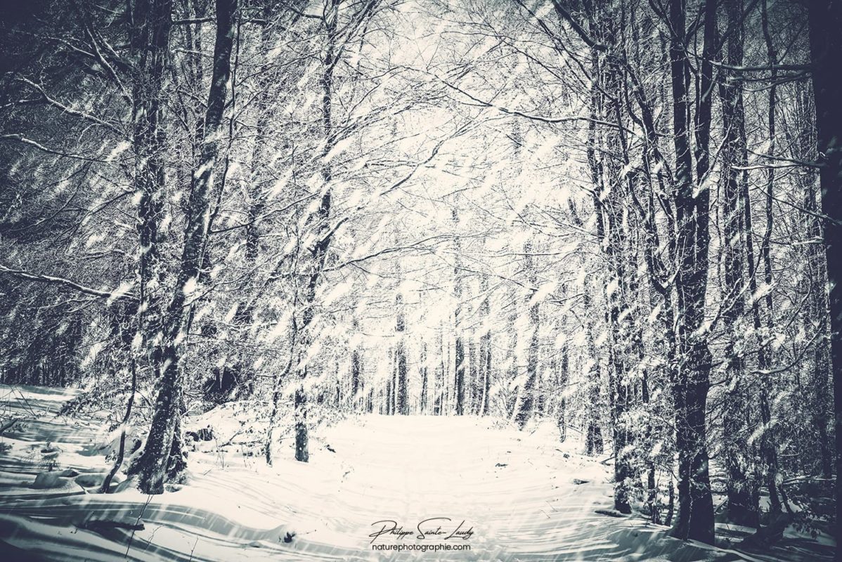 Forêt sous la neige dans les Vosges