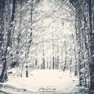 Forêt sous la neige dans les Vosges