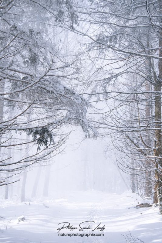 Chemin forestier dans la neige