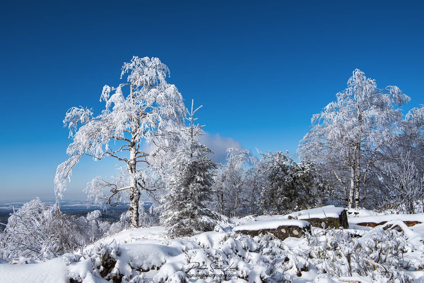 Arbres gelés au sommet du Donon