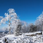 Arbres gelés au sommet du Donon