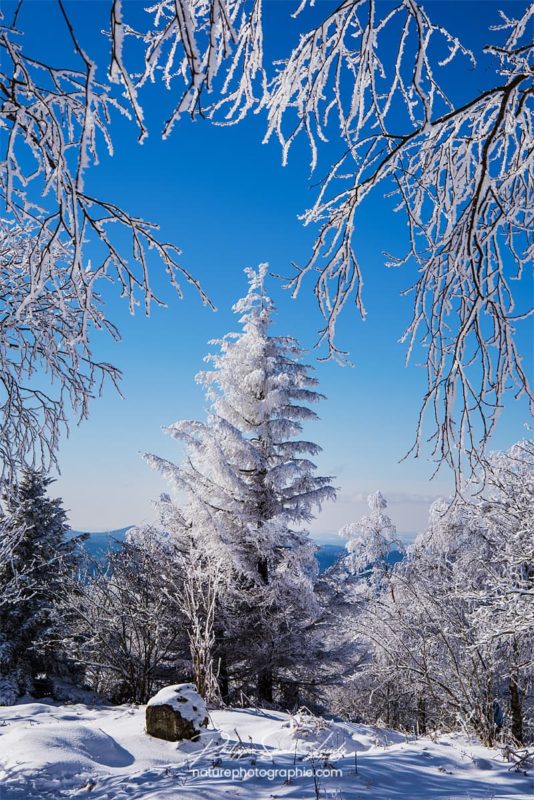 Sapin enneigé et ciel bleu