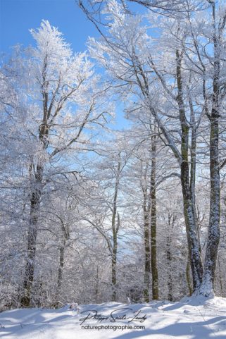 Forêt blanche en hiver
