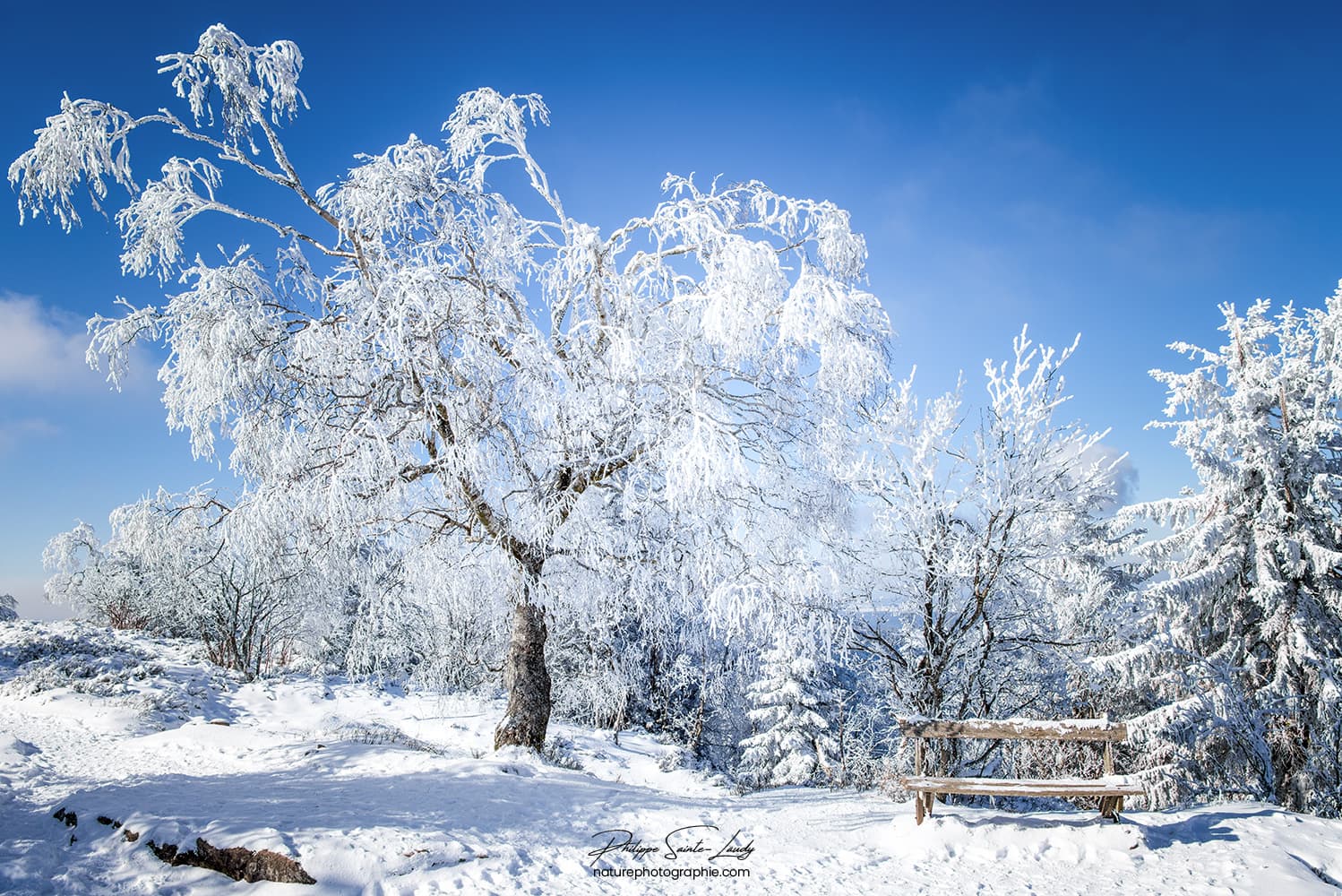 La nature en hiver