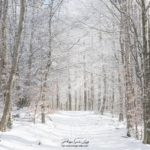 Chemin enneigé en forêt