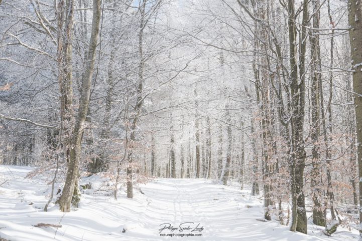 Chemin enneigé en forêt