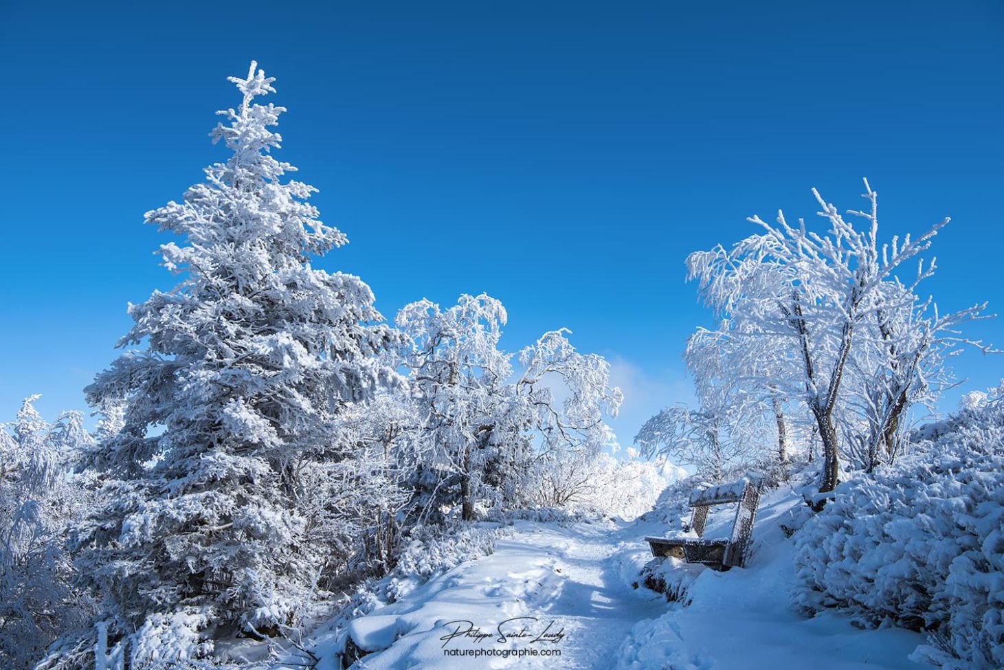 Sapins sous la neige
