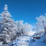 Sapins sous la neige