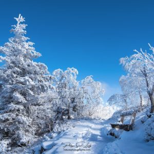 Winter Scenery Sapins sous la neige
