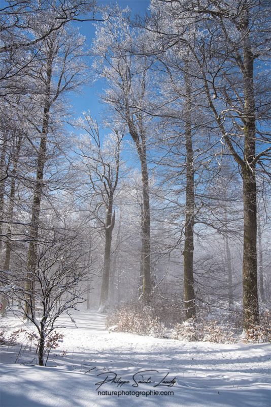 Forêt en hiver