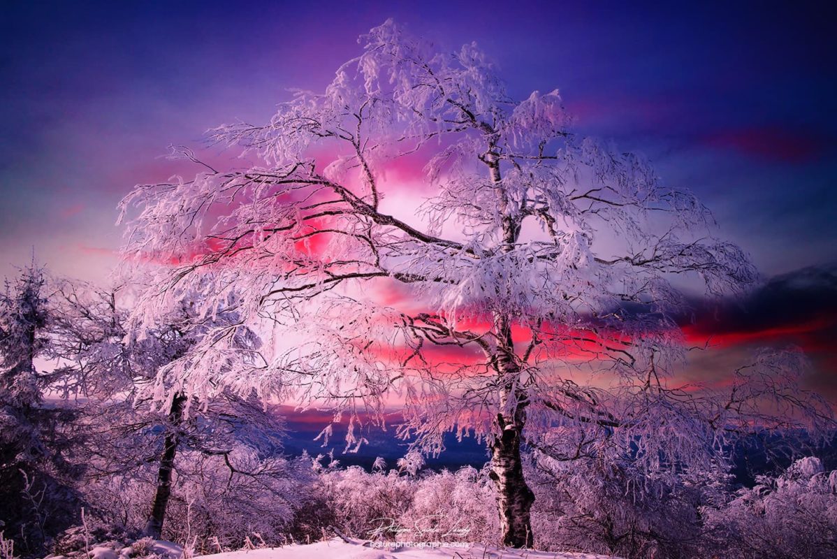 Un arbre au coucher du soleil au col du Donon