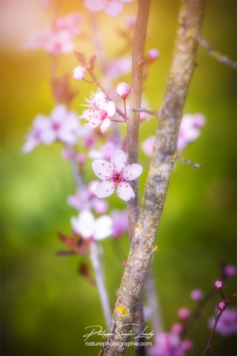 Cerisier au printemps