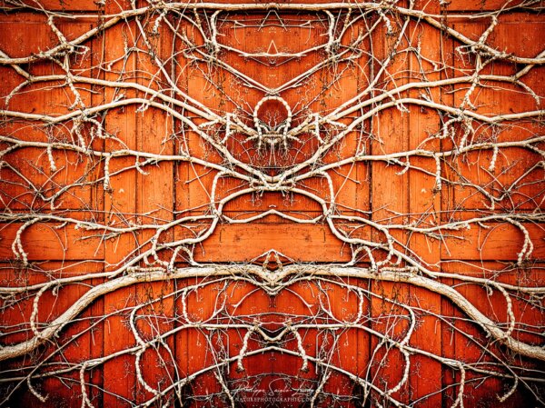 Insomnia #1 Lierre sur volet