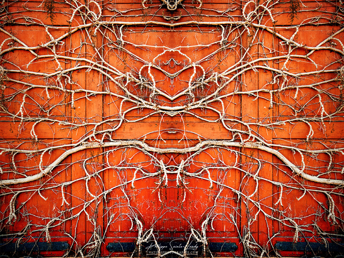 Effet miroir sur un volet recouvert de racines de lierre