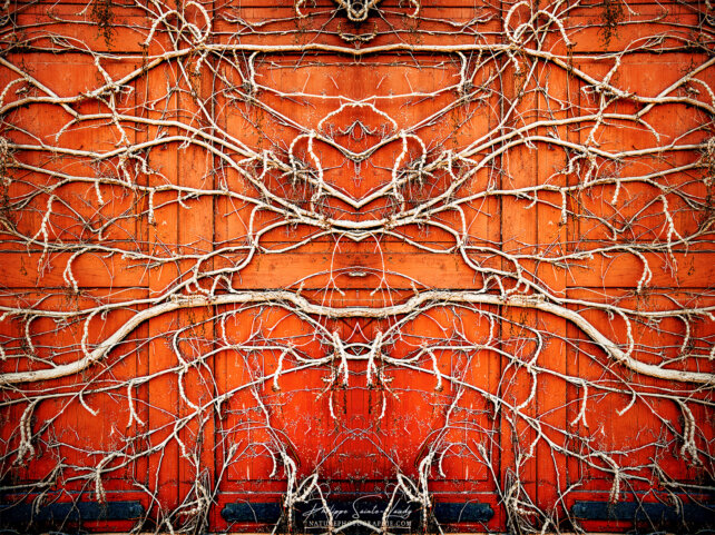 Effet miroir sur un volet recouvert de racines de lierre