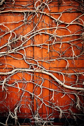 Racine de lierre sur un volet