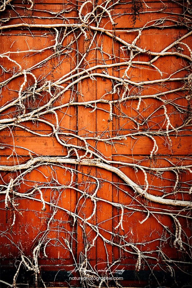 Racine de lierre sur un volet