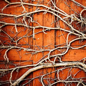 Racine sur volet en bois