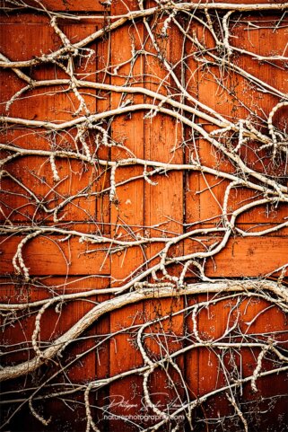 Racine sur volet en bois