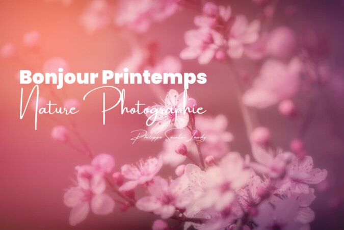 Photos de cerisier au printemps