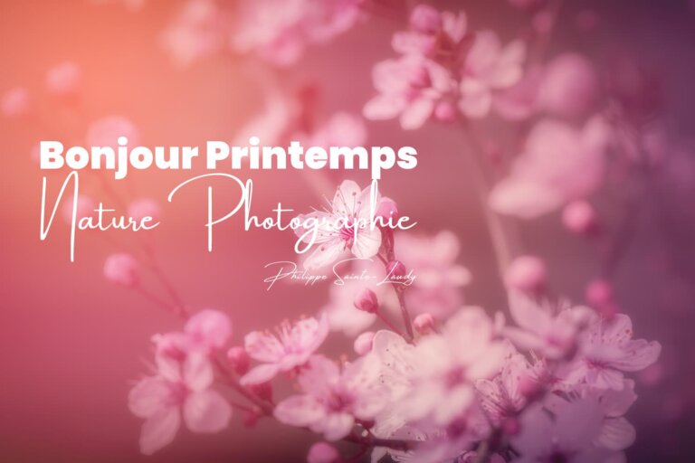 Photos de cerisier au printemps