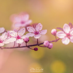 Pink Button Printemps sur cerisier