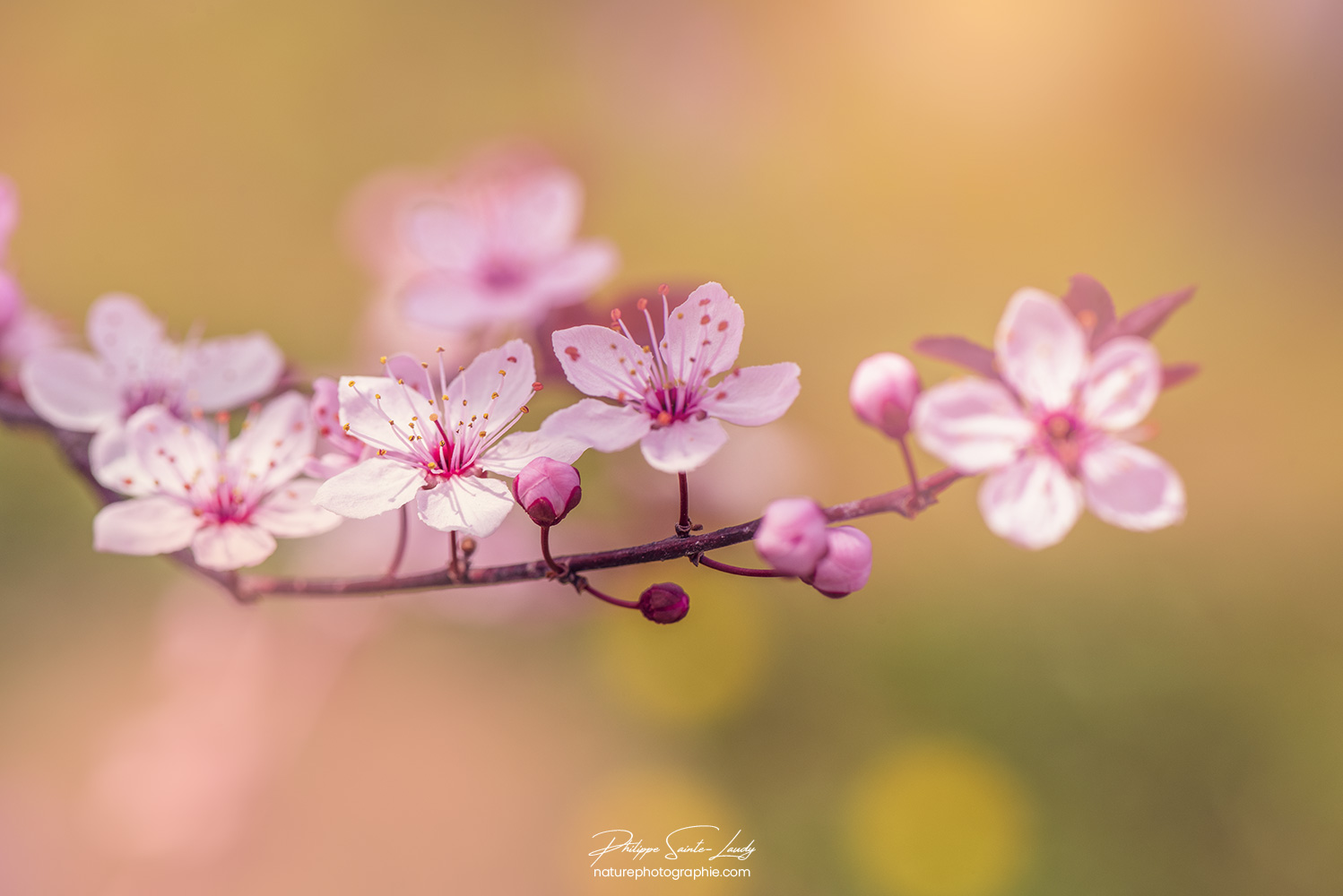 Printemps sur cerisier