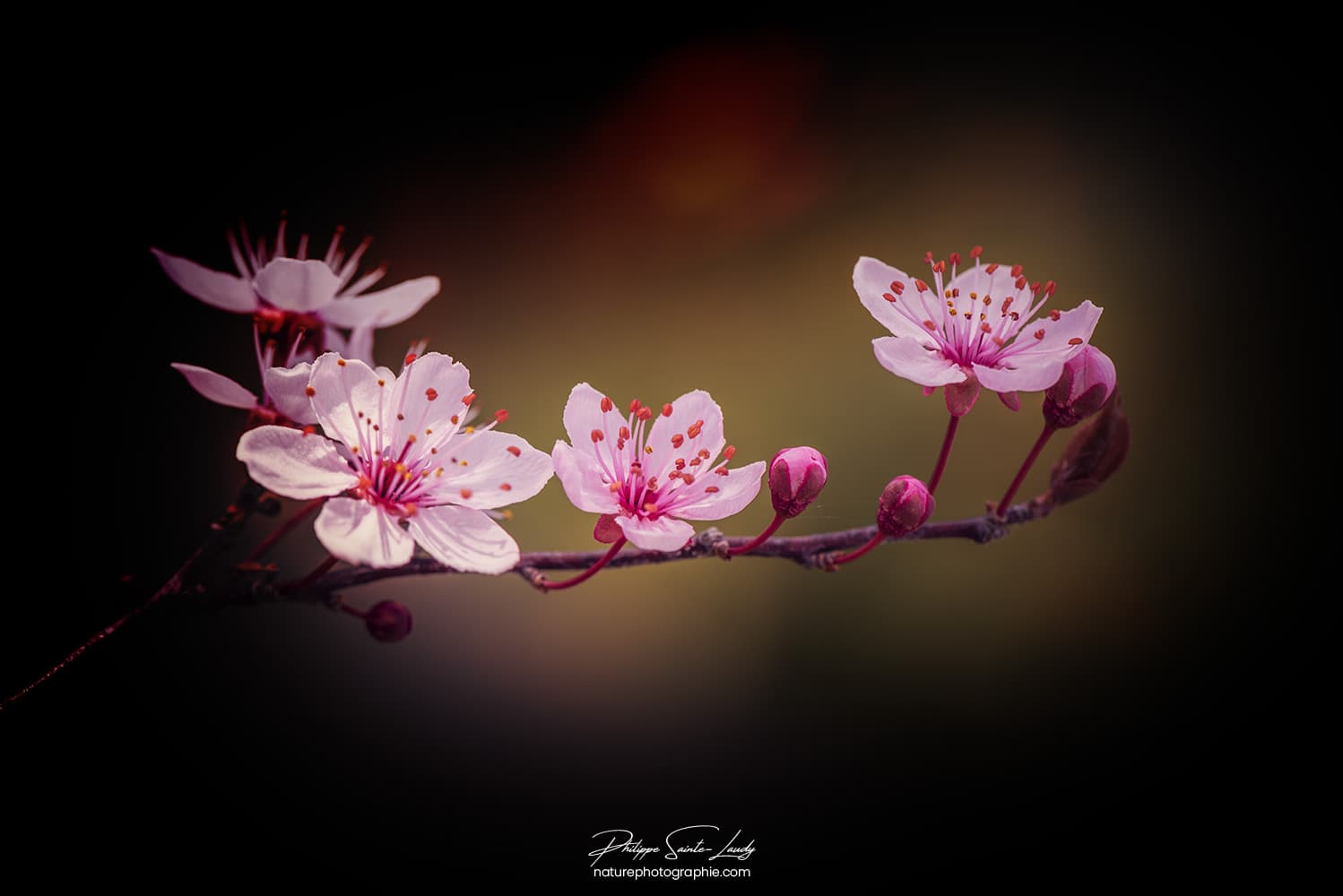 Petites fleurs de cerisier