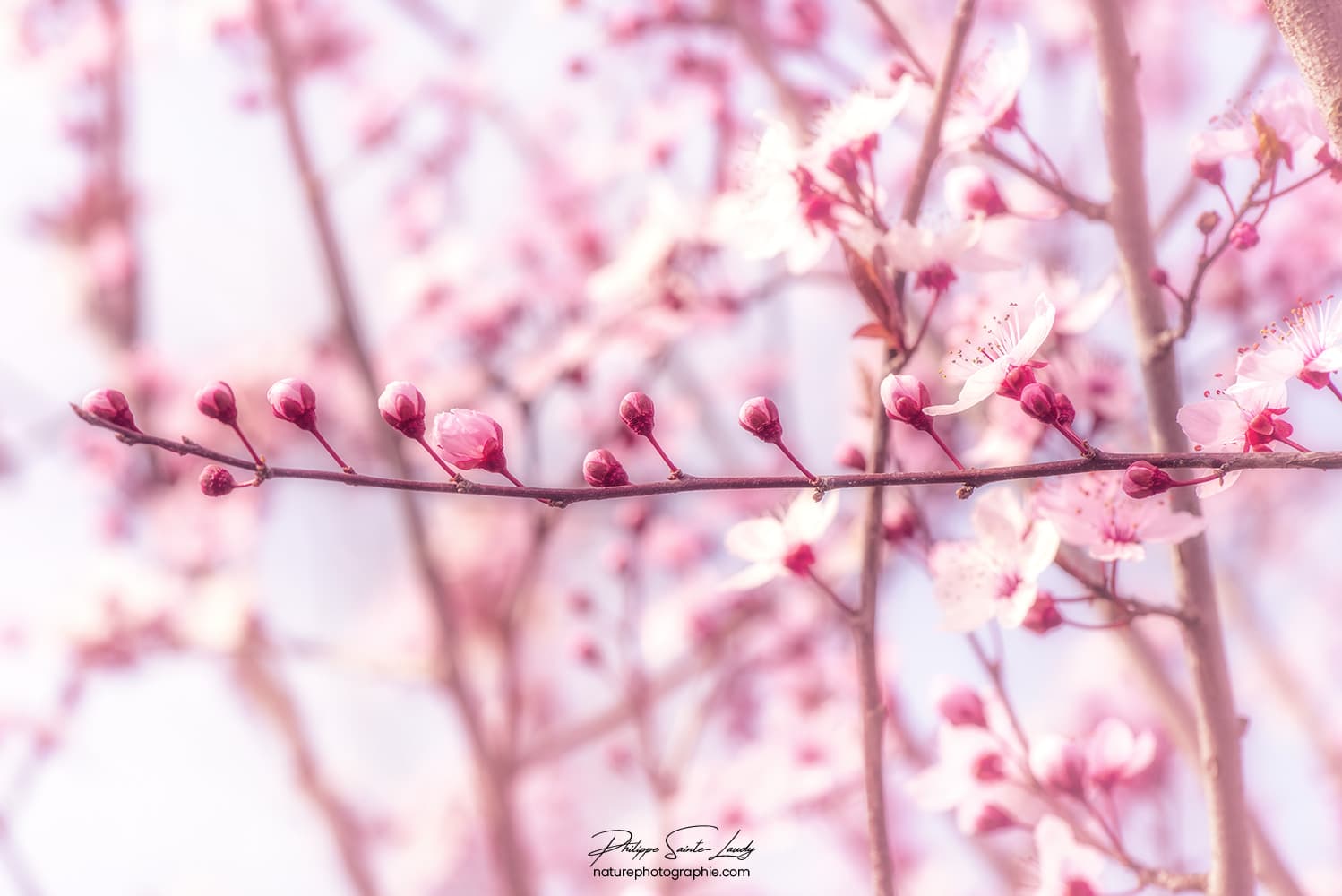 Bouton de fleur sur une branche de cerisier