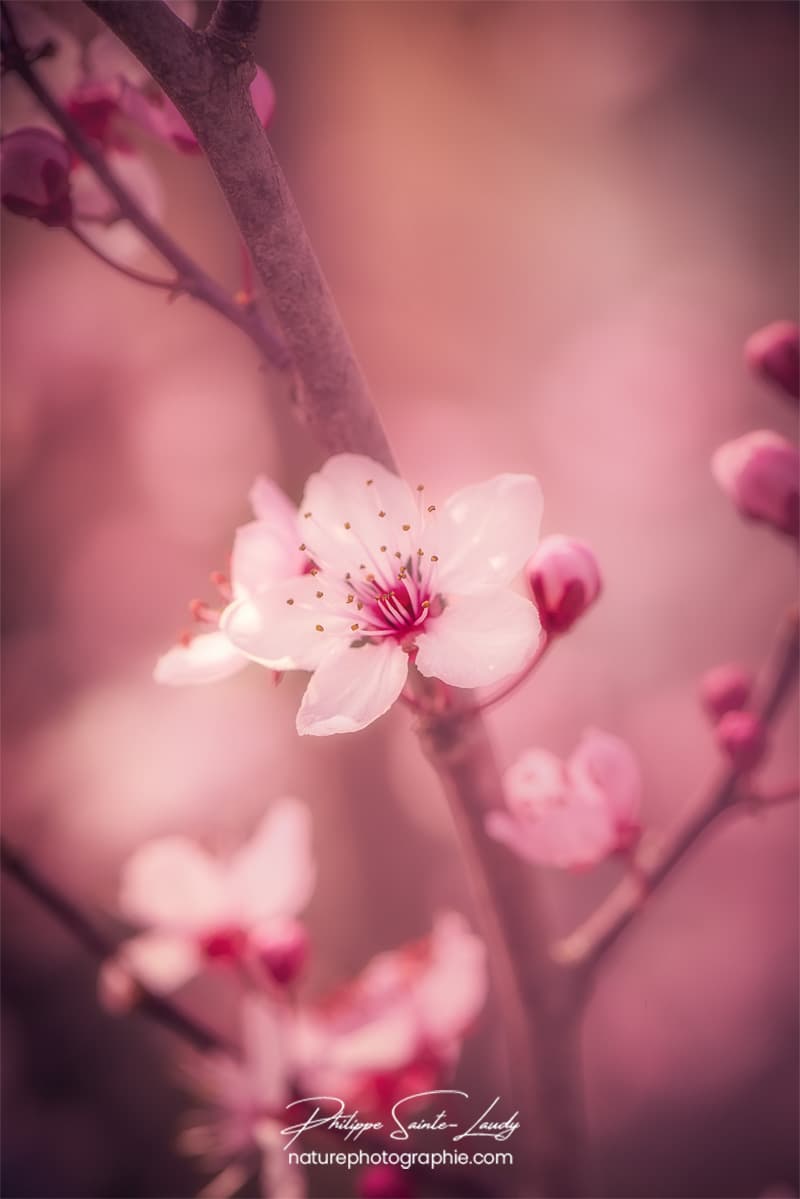 Orton sur fleur de cerisier