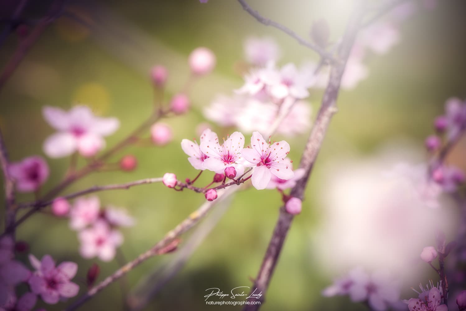 Photo d'un printemps en fleurs