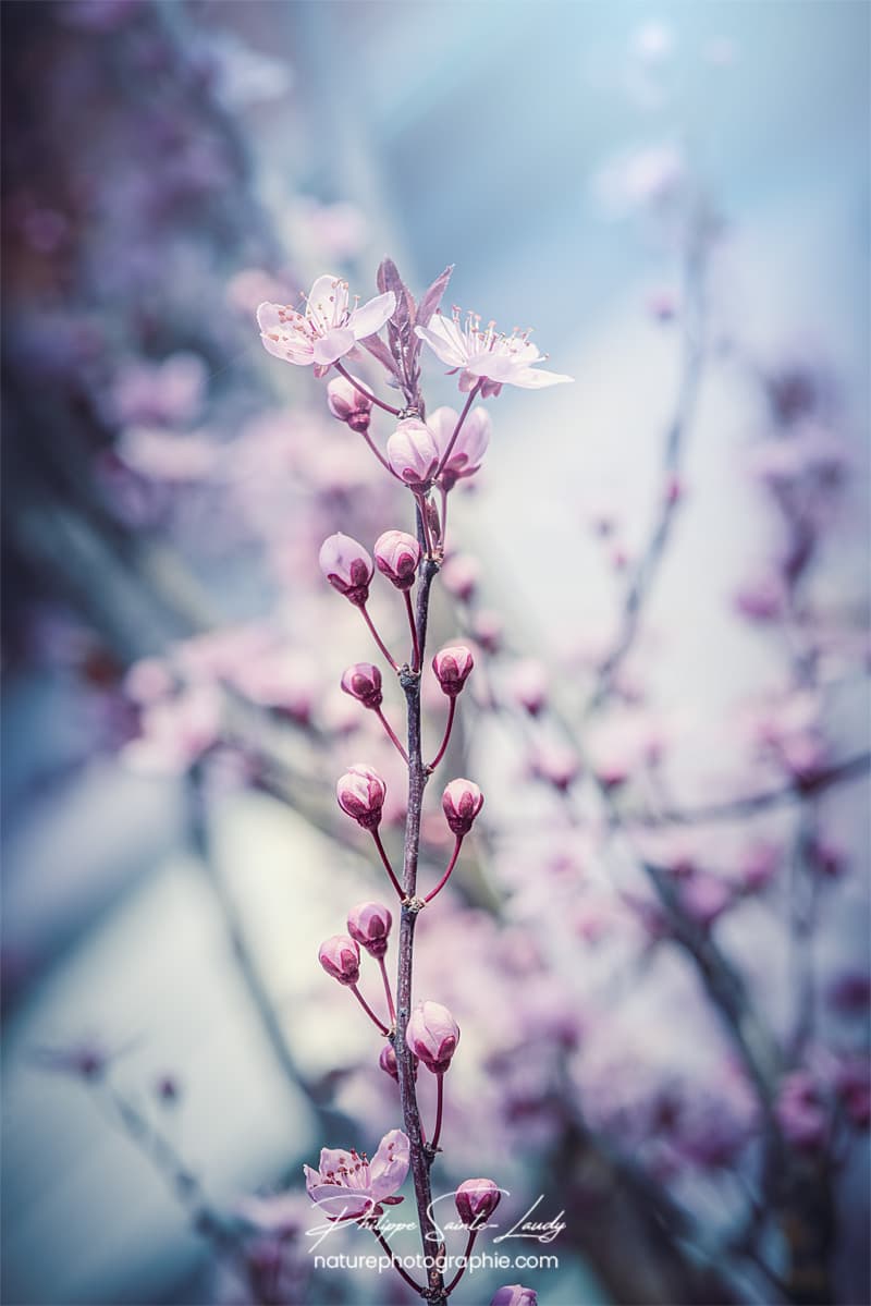 Branche de cerisier au printemps