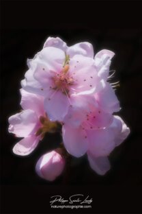 Fleur douce du printemps